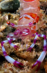 Critters Cove, Samal Island, Davao City..... by Bernard Maglana 
